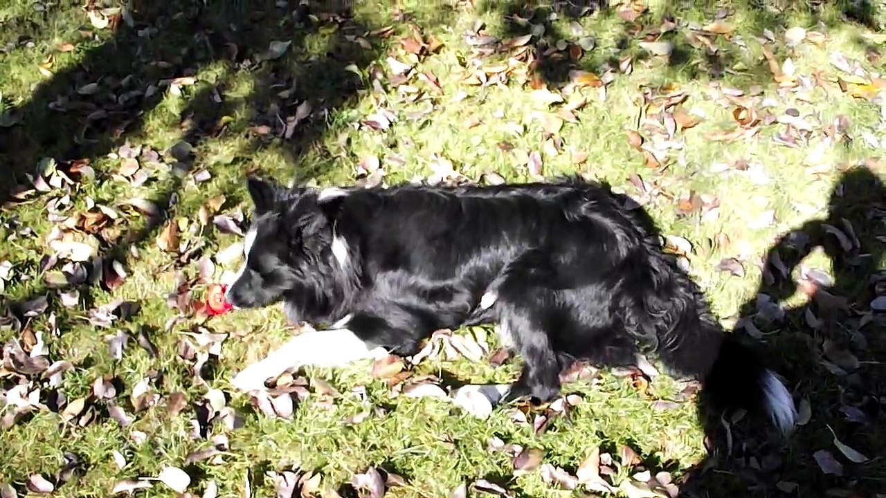 Fujifilm FinePix S2950 video test HD (Sedy)