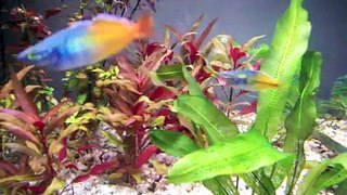 My Rainbow Fish tank