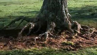 Ecomagination Tree/House Hugger Commercial
