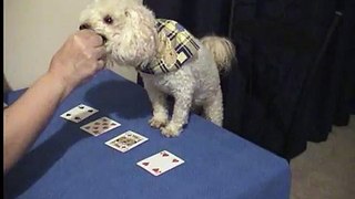 VERY FUNNY DOG PLAYING CARDS     CLEVER DOG