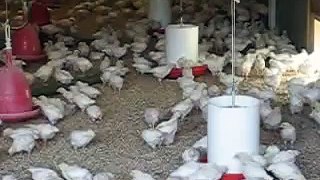 Chick nursery