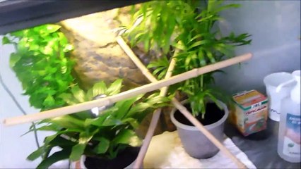 Présentation de mon gecko à crête et de son terrarium!