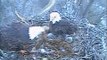 DECORAH EAGLES 4/13/2015   6:33 AM  CDT  MOM FEEDS THEN COVERS UP EAGLETS