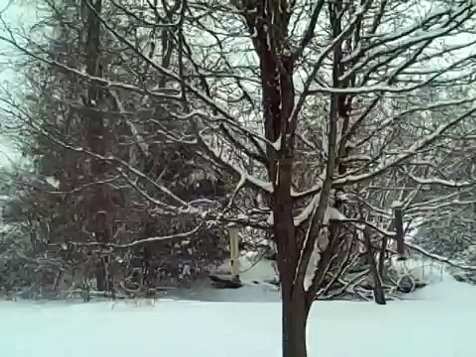 Meadow in the Snow  :)      Star     Meadow Symons :)