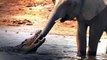 ANIMAL FIGHTS: Crocodile Attacks Elephant