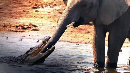 ANIMAL FIGHTS: Crocodile Attacks Elephant