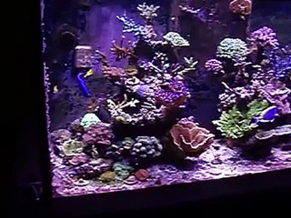 My 120 Gallon SPS Reef