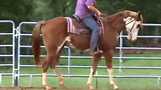 HORSE FOR SALE: The Ultimate Norfleet, reg. APHA western pleasure gelding