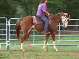 HORSE FOR SALE: The Ultimate Norfleet, reg. APHA western pleasure gelding