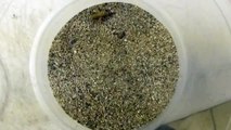 Sand Spider Eating - Feeding - Crazy Fast