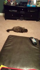 Funny cat with stuffed animal!