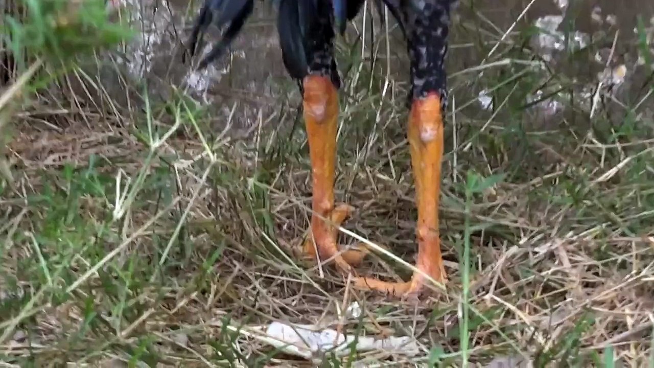 INDIO GIGANTE UBERLÂNDIA - ARAGUARI - FRANGO DE 120 CM