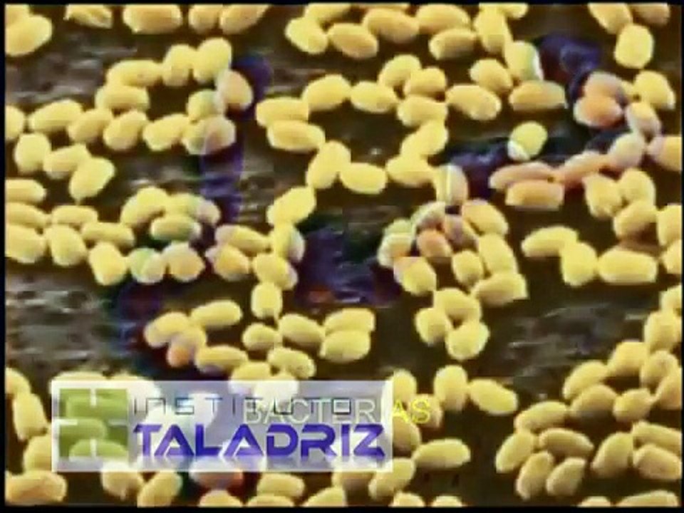 Célula animal y vegetal Organelos