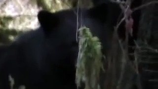 Seymour River Bears