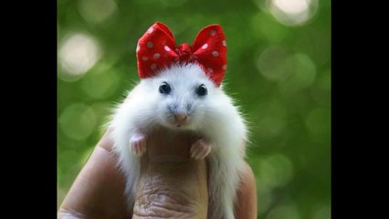 epic cute animals