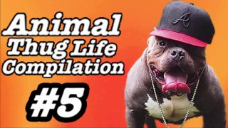 Animals Thug Life 5