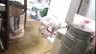 funny cat with mopping 2015