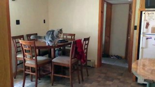 Cat Video - Cool cat jump in SLOW-MO