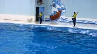 Sea Parasie Dolphin Show