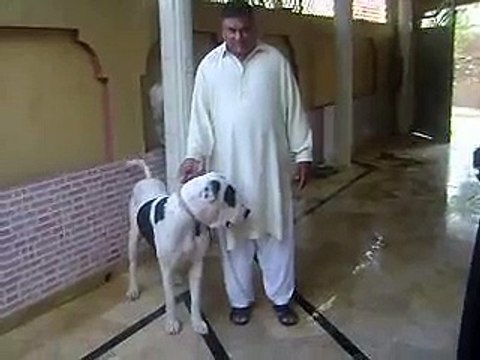 Pakistan bull dog : choudary taleb : from gujar khan Bewal