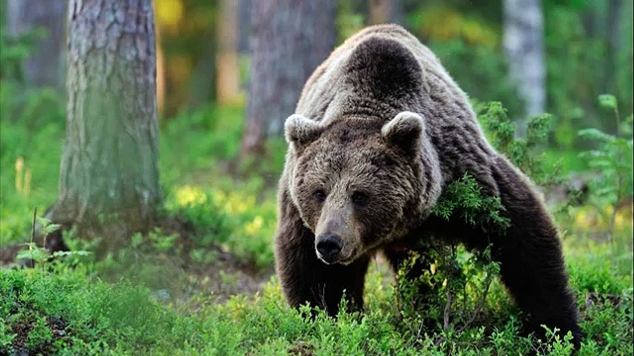 animal adaptations in the taiga