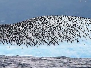 Download Video: Subantarctic Wildlife - South Sandwich/South Orkney/South Shetland Islands