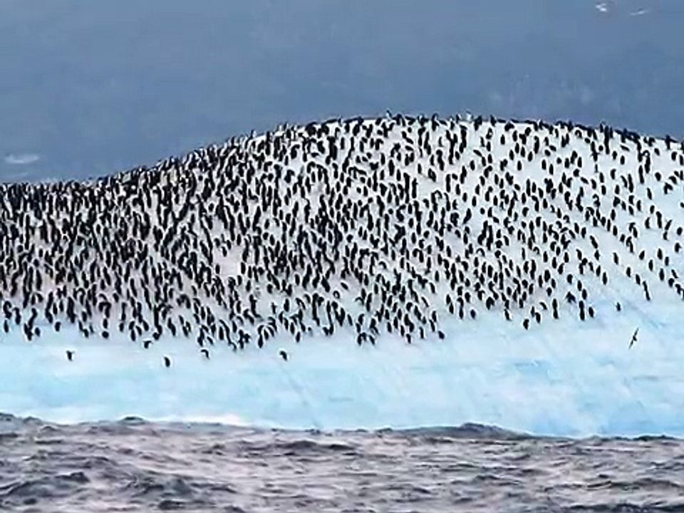 Subantarctic Wildlife - South Sandwich/South Orkney/South Shetland Islands