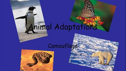 animal adaptations powerpoint