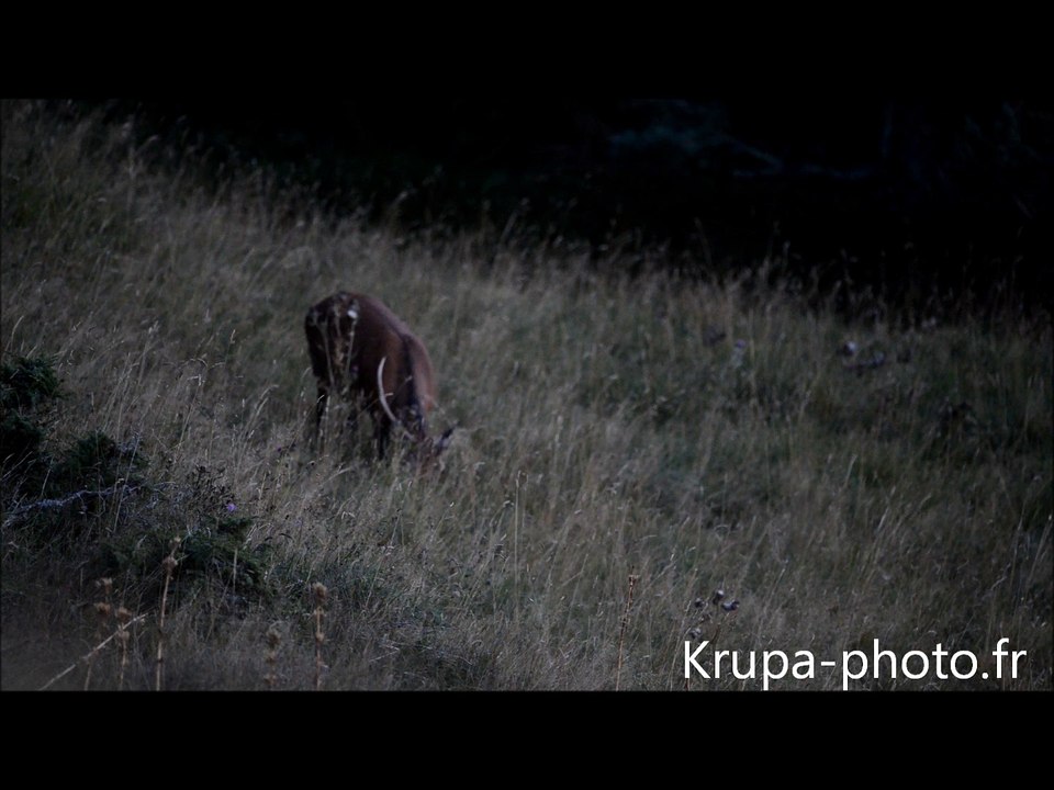 Brame 2015 dans les Pyrénées Orientales - Un cerf 10 cors m'a surpris!