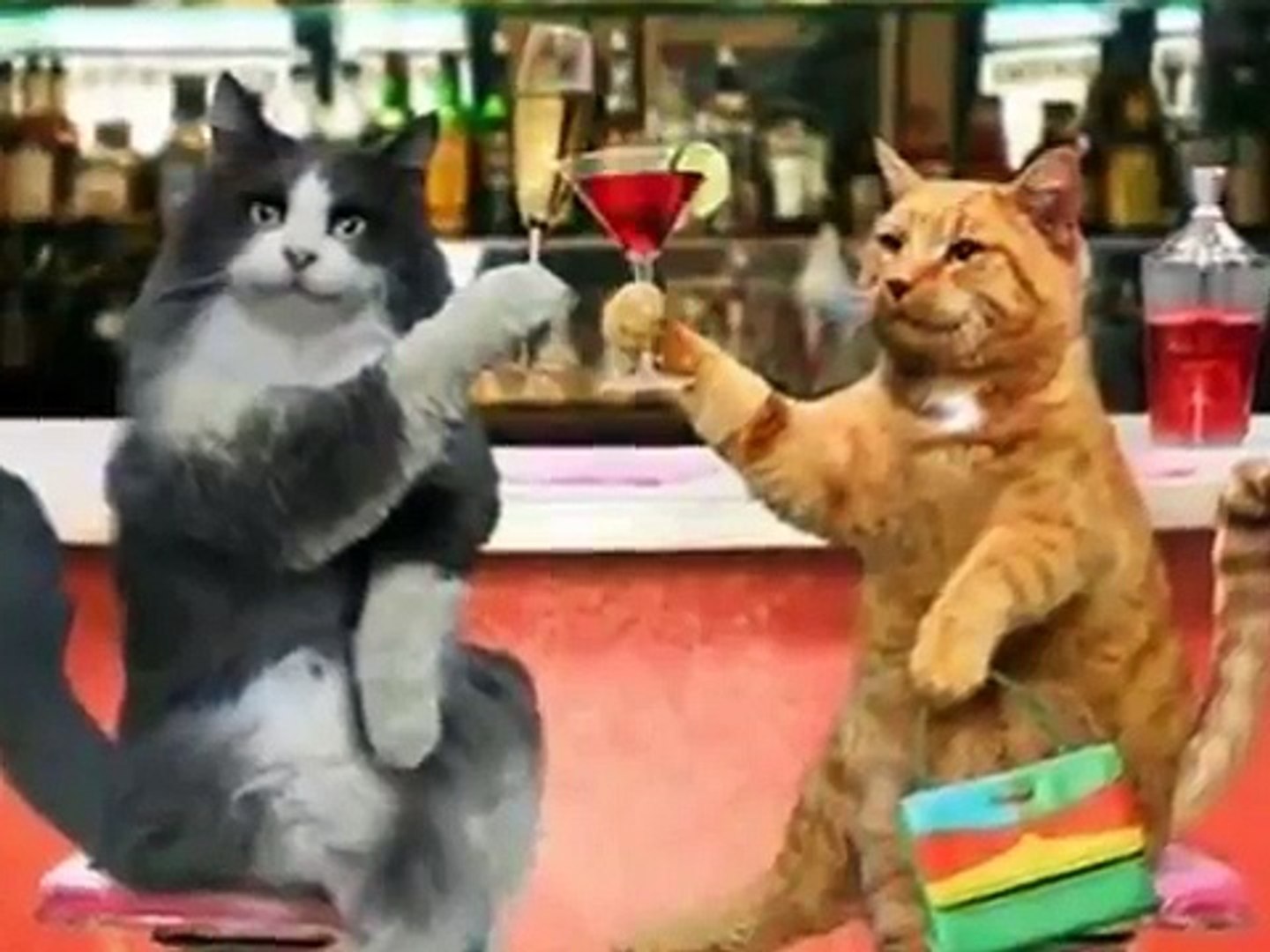 Happy New Year Funny Cat