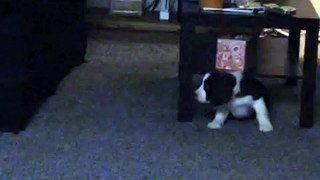 Springer Spaniel Puppy barking at reflection
