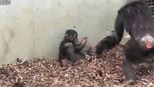 Baby Chimp Gets Electric Shock