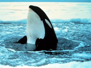 Pure - Nature     ( Antartica )