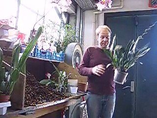 Le rempotage d'orchidées (partie III)