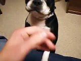 Boston Terrier talking shit