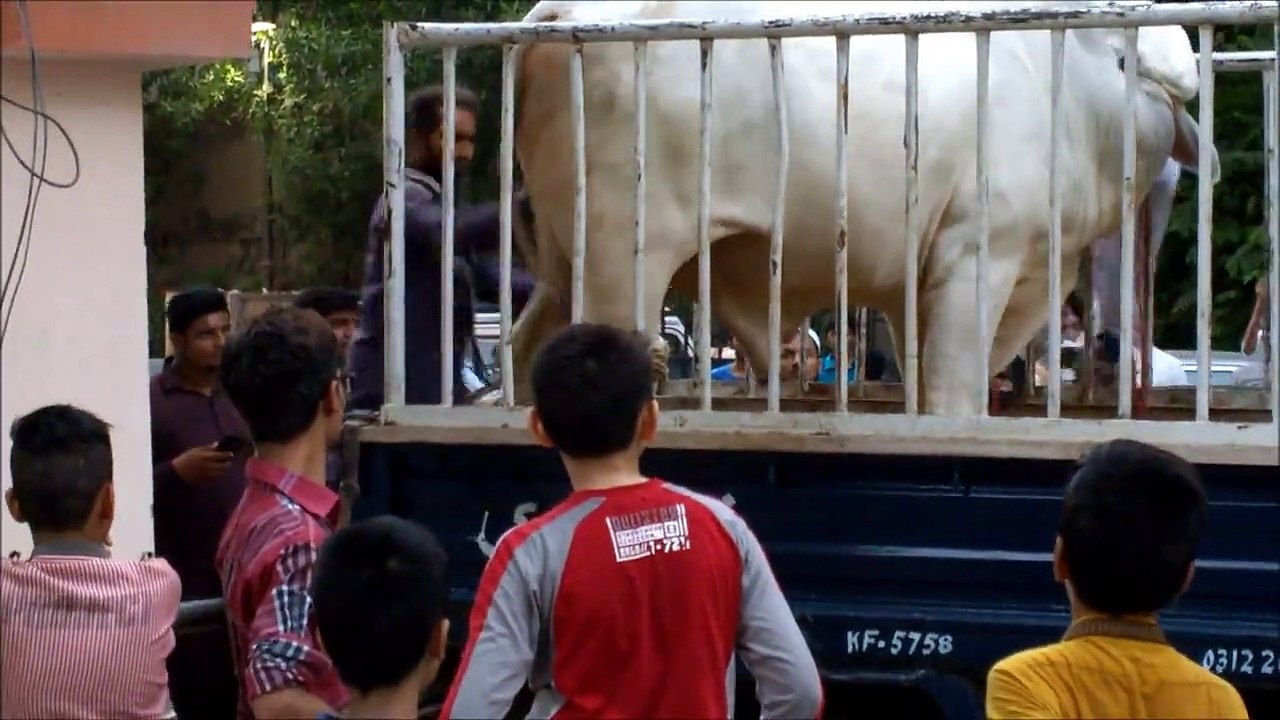 Hyper cow So here comes the unloading video
