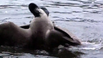 Canadian geese fight in Central Park.