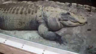 HUGE Alligator!!! Silver Springs, Fl