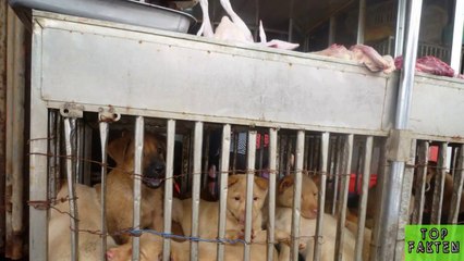 Chinese eat dogs and cats