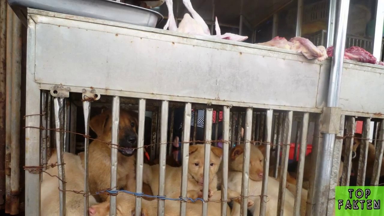 Chinese eat dogs and cats