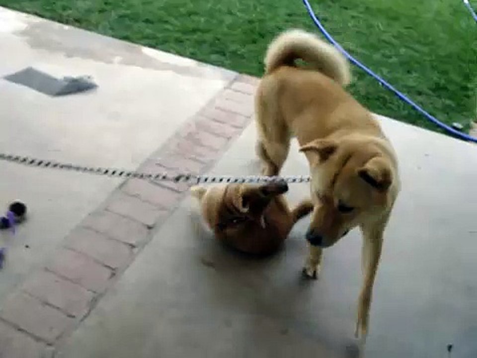 Shiba Inu & Mixed Jindo Dog