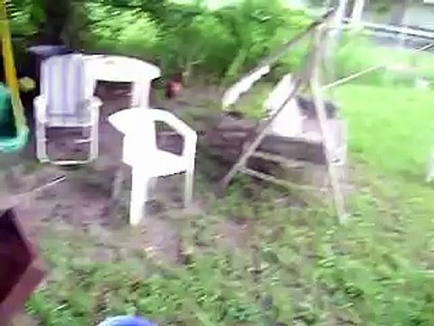 palomas mensajeras