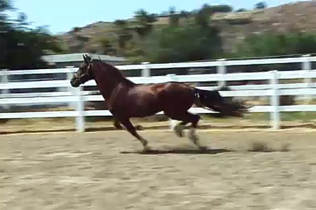 SW Show Stopper - Hackney Horse stallion at stud