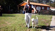 Kika - Labrador em Treino na Escola de Treino Paolo Picariello