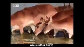Antelope Attack Tiger to Survive. (Documentary)