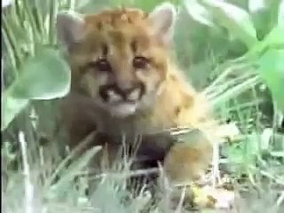 COUGAR KILLS BEAR