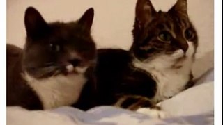 Gatos parlantes - Warro Brother