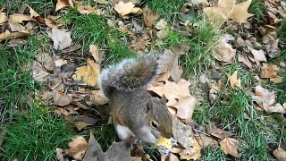 London Hyde Park - Me stroking a squirrel