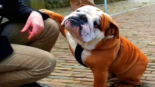Bulldog Funny ♦ Mischievous Dog On The Planet  ♦ Bulldog Puppies