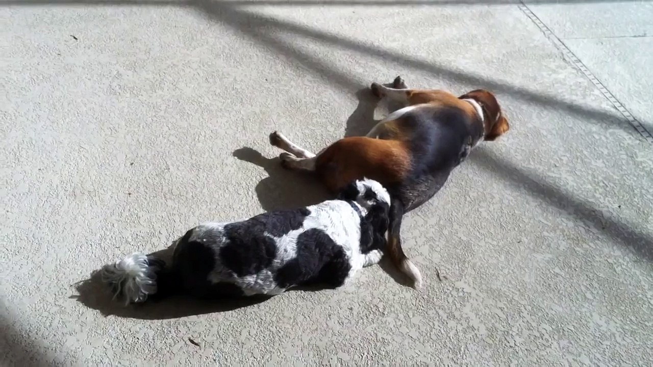 Dog Licks Other Dog S Butt And Enjoys It Video Dailymotion